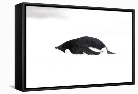 Adelie Penguin (Pygoscelis adeliae) adult, resting on snow, Antarctic Peninsula, Antarctica-Martin Hale-Framed Stretched Canvas