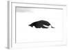 Adelie Penguin (Pygoscelis adeliae) adult, resting on snow, Antarctic Peninsula, Antarctica-Martin Hale-Framed Photographic Print