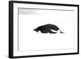 Adelie Penguin (Pygoscelis adeliae) adult, resting on snow, Antarctic Peninsula, Antarctica-Martin Hale-Framed Photographic Print