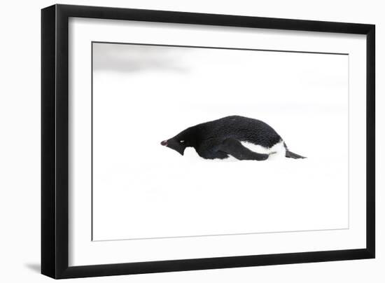 Adelie Penguin (Pygoscelis adeliae) adult, resting on snow, Antarctic Peninsula, Antarctica-Martin Hale-Framed Premium Photographic Print