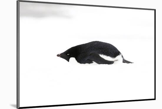 Adelie Penguin (Pygoscelis adeliae) adult, resting on snow, Antarctic Peninsula, Antarctica-Martin Hale-Mounted Photographic Print