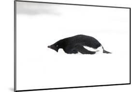 Adelie Penguin (Pygoscelis adeliae) adult, resting on snow, Antarctic Peninsula, Antarctica-Martin Hale-Mounted Photographic Print