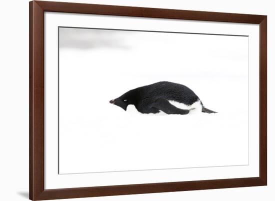 Adelie Penguin (Pygoscelis adeliae) adult, resting on snow, Antarctic Peninsula, Antarctica-Martin Hale-Framed Photographic Print