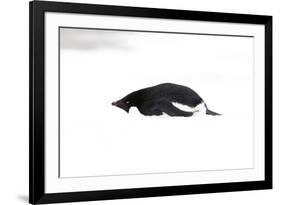 Adelie Penguin (Pygoscelis adeliae) adult, resting on snow, Antarctic Peninsula, Antarctica-Martin Hale-Framed Photographic Print