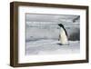 Adelie penguin (Pygoscelis adeliae) colony in Hope Bay, Antarctica, Polar Regions-Michael Runkel-Framed Photographic Print