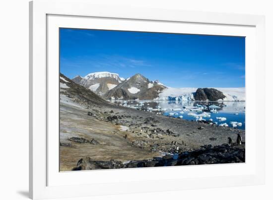 Adelie penguin (Pygoscelis adeliae) colony in Hope Bay, Antarctica, Polar Regions-Michael Runkel-Framed Photographic Print