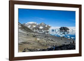 Adelie penguin (Pygoscelis adeliae) colony in Hope Bay, Antarctica, Polar Regions-Michael Runkel-Framed Photographic Print