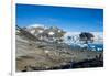 Adelie penguin (Pygoscelis adeliae) colony in Hope Bay, Antarctica, Polar Regions-Michael Runkel-Framed Photographic Print