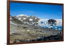 Adelie penguin (Pygoscelis adeliae) colony in Hope Bay, Antarctica, Polar Regions-Michael Runkel-Framed Photographic Print