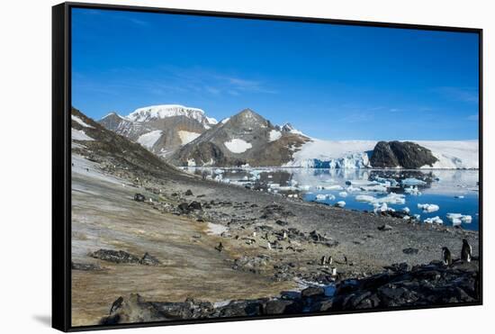 Adelie penguin (Pygoscelis adeliae) colony in Hope Bay, Antarctica, Polar Regions-Michael Runkel-Framed Stretched Canvas