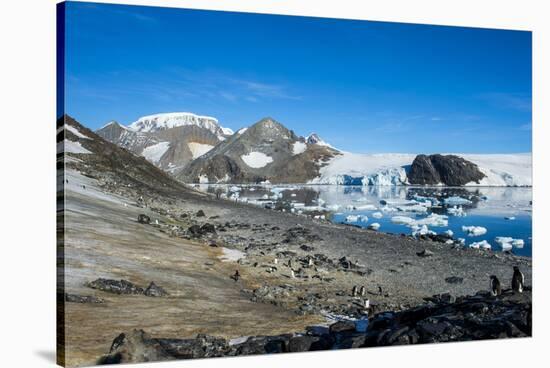 Adelie penguin (Pygoscelis adeliae) colony in Hope Bay, Antarctica, Polar Regions-Michael Runkel-Stretched Canvas