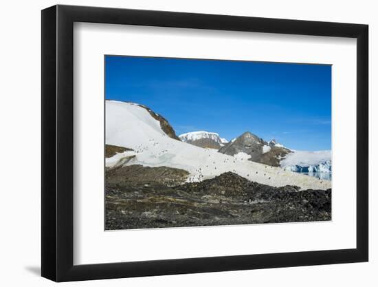 Adelie penguin (Pygoscelis adeliae) colony in Hope Bay, Antarctica, Polar Regions-Michael Runkel-Framed Photographic Print