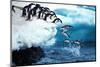 Adelie Penguin, Pygoscelis Adeliae, Group Leaping into Ocean, Paulet Island in Antarctica-slowmotiongli-Mounted Photographic Print