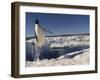 Adelie Penguin (Pygoscelis Adeliae) Leaping from Water, Antarctica. Small Reproduction Only-Fred Olivier-Framed Photographic Print