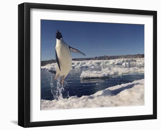 Adelie Penguin (Pygoscelis Adeliae) Leaping from Water, Antarctica. Small Reproduction Only-Fred Olivier-Framed Photographic Print