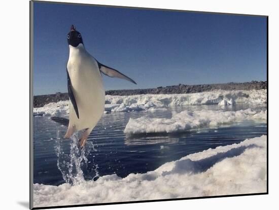 Adelie Penguin (Pygoscelis Adeliae) Leaping from Water, Antarctica. Small Reproduction Only-Fred Olivier-Mounted Photographic Print