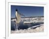 Adelie Penguin (Pygoscelis Adeliae) Leaping from Water, Antarctica. Small Reproduction Only-Fred Olivier-Framed Photographic Print