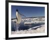 Adelie Penguin (Pygoscelis Adeliae) Leaping from Water, Antarctica. Small Reproduction Only-Fred Olivier-Framed Photographic Print