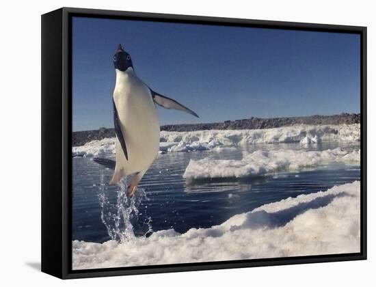 Adelie Penguin (Pygoscelis Adeliae) Leaping from Water, Antarctica. Small Reproduction Only-Fred Olivier-Framed Stretched Canvas