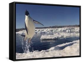 Adelie Penguin (Pygoscelis Adeliae) Leaping from Water, Antarctica. Small Reproduction Only-Fred Olivier-Framed Stretched Canvas