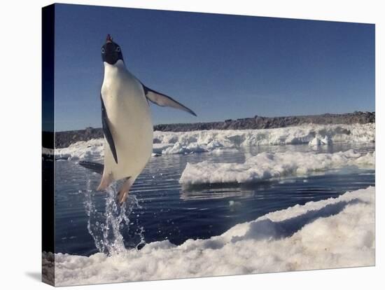 Adelie Penguin (Pygoscelis Adeliae) Leaping from Water, Antarctica. Small Reproduction Only-Fred Olivier-Stretched Canvas