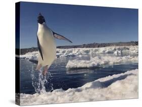 Adelie Penguin (Pygoscelis Adeliae) Leaping from Water, Antarctica. Small Reproduction Only-Fred Olivier-Stretched Canvas