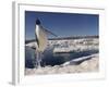 Adelie Penguin (Pygoscelis Adeliae) Leaping from Water, Antarctica. Small Reproduction Only-Fred Olivier-Framed Photographic Print