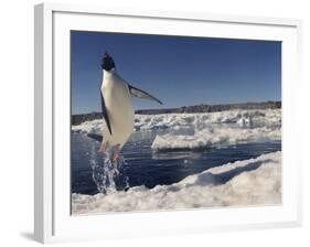 Adelie Penguin (Pygoscelis Adeliae) Leaping from Water, Antarctica. Small Reproduction Only-Fred Olivier-Framed Photographic Print