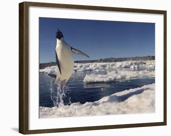 Adelie Penguin (Pygoscelis Adeliae) Leaping from Water, Antarctica. Small Reproduction Only-Fred Olivier-Framed Photographic Print