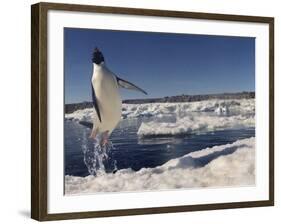 Adelie Penguin (Pygoscelis Adeliae) Leaping from Water, Antarctica. Small Reproduction Only-Fred Olivier-Framed Photographic Print