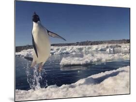 Adelie Penguin (Pygoscelis Adeliae) Leaping from Water, Antarctica. Small Reproduction Only-Fred Olivier-Mounted Photographic Print