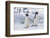 Adelie Penguin (Pygoscelis Adeliae) Pair, at Brown Bluff, Antarctica, Southern Ocean, Polar Regions-Michael Nolan-Framed Photographic Print