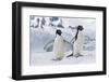 Adelie Penguin (Pygoscelis Adeliae) Pair, at Brown Bluff, Antarctica, Southern Ocean, Polar Regions-Michael Nolan-Framed Photographic Print