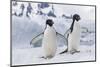 Adelie Penguin (Pygoscelis Adeliae) Pair, at Brown Bluff, Antarctica, Southern Ocean, Polar Regions-Michael Nolan-Mounted Photographic Print