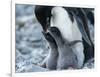 Adelie penguin (Pygoscelis adeliae) parent feeding chicks at Brown Bluff, Antarctic Sound-Michael Nolan-Framed Photographic Print