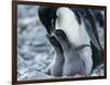 Adelie penguin (Pygoscelis adeliae) parent feeding chicks at Brown Bluff, Antarctic Sound-Michael Nolan-Framed Photographic Print