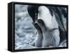 Adelie penguin (Pygoscelis adeliae) parent feeding chicks at Brown Bluff, Antarctic Sound-Michael Nolan-Framed Stretched Canvas