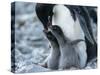 Adelie penguin (Pygoscelis adeliae) parent feeding chicks at Brown Bluff, Antarctic Sound-Michael Nolan-Stretched Canvas