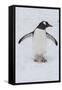 Adelie Penguin (Pygoscelis Adeliae), Port Lockroy Research Station, Antarctica, Polar Regions-Michael Runkel-Framed Stretched Canvas