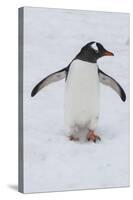 Adelie Penguin (Pygoscelis Adeliae), Port Lockroy Research Station, Antarctica, Polar Regions-Michael Runkel-Stretched Canvas