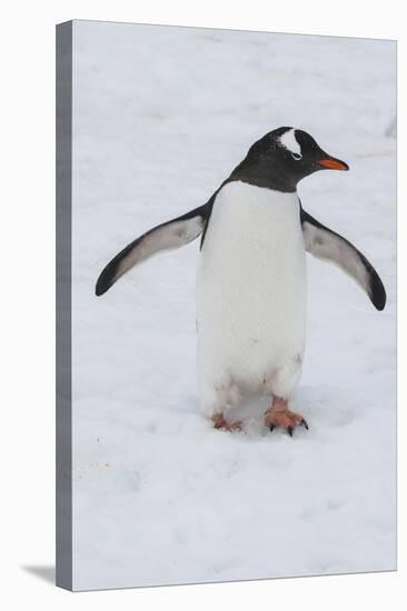 Adelie Penguin (Pygoscelis Adeliae), Port Lockroy Research Station, Antarctica, Polar Regions-Michael Runkel-Stretched Canvas