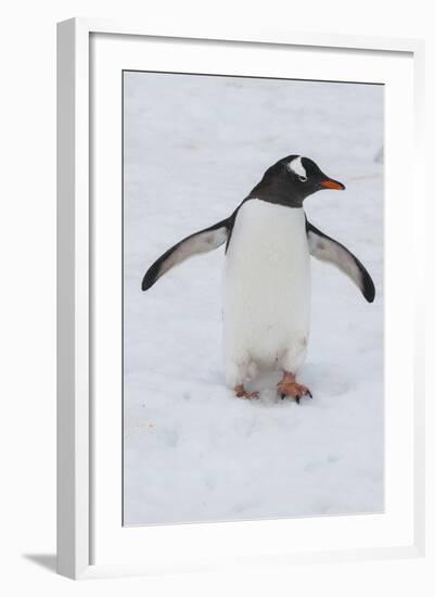 Adelie Penguin (Pygoscelis Adeliae), Port Lockroy Research Station, Antarctica, Polar Regions-Michael Runkel-Framed Photographic Print