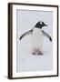 Adelie Penguin (Pygoscelis Adeliae), Port Lockroy Research Station, Antarctica, Polar Regions-Michael Runkel-Framed Photographic Print