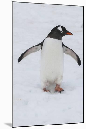 Adelie Penguin (Pygoscelis Adeliae), Port Lockroy Research Station, Antarctica, Polar Regions-Michael Runkel-Mounted Photographic Print