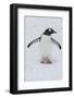 Adelie Penguin (Pygoscelis Adeliae), Port Lockroy Research Station, Antarctica, Polar Regions-Michael Runkel-Framed Photographic Print