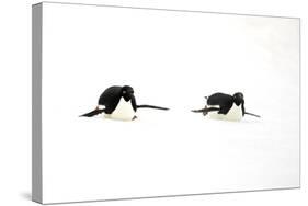 Adelie Penguin (Pygoscelis adeliae) two adults, tobogganing on snow, Devil Island, Weddell Sea-Jurgen & Christine Sohns-Stretched Canvas