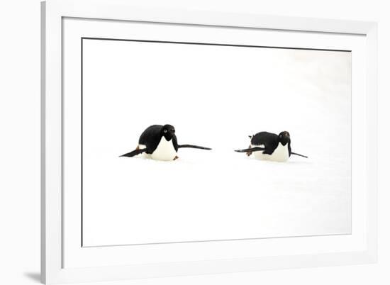 Adelie Penguin (Pygoscelis adeliae) two adults, tobogganing on snow, Devil Island, Weddell Sea-Jurgen & Christine Sohns-Framed Photographic Print