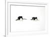 Adelie Penguin (Pygoscelis adeliae) two adults, tobogganing on snow, Devil Island, Weddell Sea-Jurgen & Christine Sohns-Framed Photographic Print