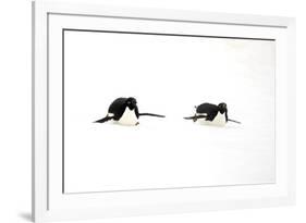 Adelie Penguin (Pygoscelis adeliae) two adults, tobogganing on snow, Devil Island, Weddell Sea-Jurgen & Christine Sohns-Framed Photographic Print