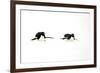 Adelie Penguin (Pygoscelis adeliae) two adults, tobogganing on snow, Devil Island, Weddell Sea-Jurgen & Christine Sohns-Framed Photographic Print